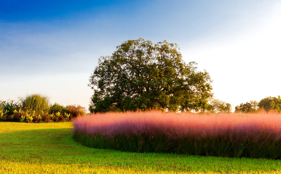 图片默认标题_fororder_【实景图】芦草绿茵.JPG