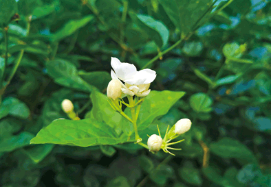 从两捆花苗到百亿元花产业：广西横县以花富民强县之路