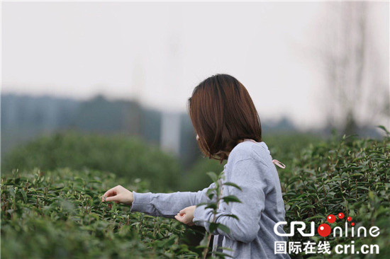 【CRI专稿 列表】中华山水茶道文化节开幕 重庆巴南邀市民赏花品茶论道