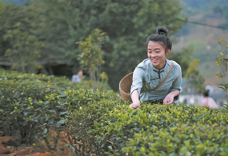 六堡茶香助脱贫