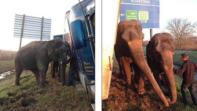 美一大卡车陷入泥地险翻车 马戏团大象伸援手