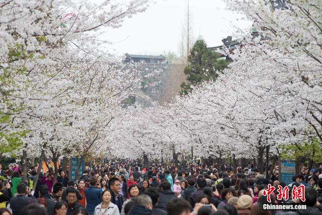 南京“赏樱大军”挤爆樱花大道