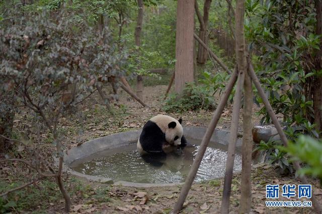 中央赠澳门大熊猫选定 预计5月初飞赴澳门