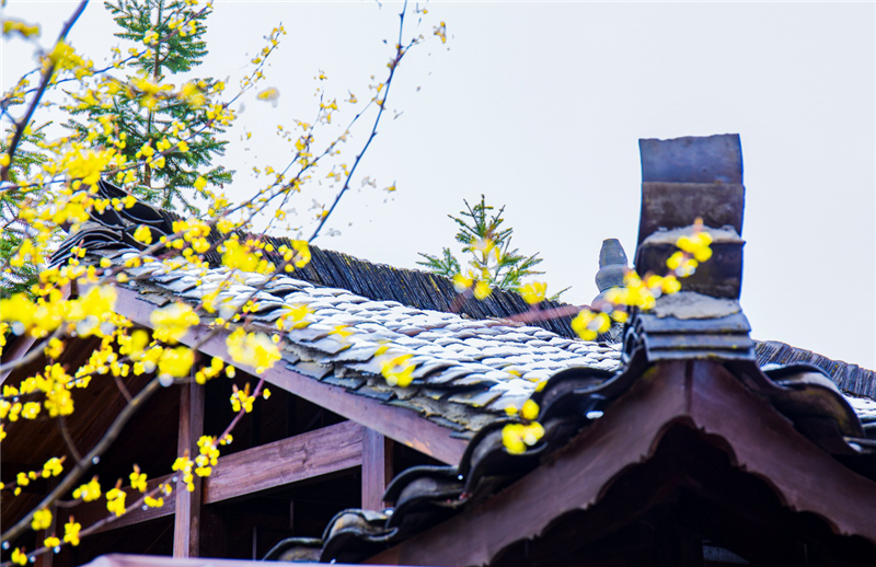 【湖北】【CRI原创】恩施大峡谷：春雪压花枝 花枝更俏醉游人