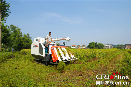 【区县联动】潼南：300余台农机收割水稻 机收作业效率得提高【区县联动】潼南：300余台农机收割水稻