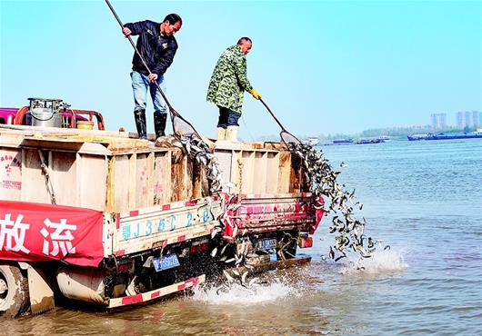 湖北黄石：增殖放流护生态