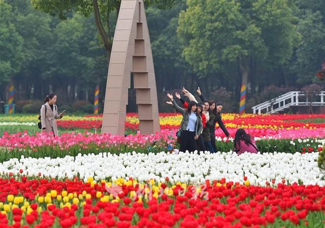 临空港郁金香盛开 吸引万名市民赏