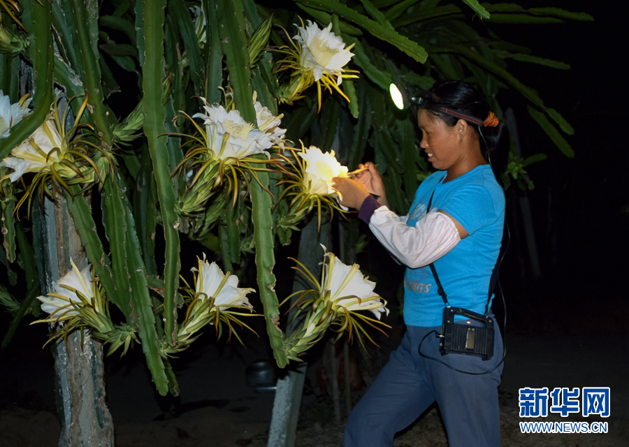 “昙花一现”火龙果花：静夜绽放涌暗香