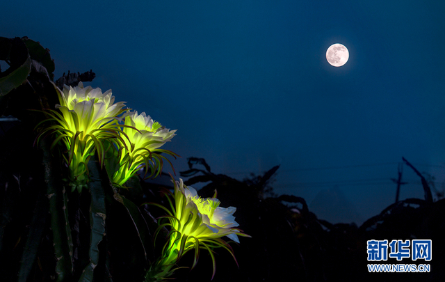 “昙花一现”火龙果花：静夜绽放涌暗香