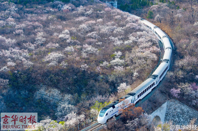 和谐号列车穿越居庸关花海 网友称“樱木花道”