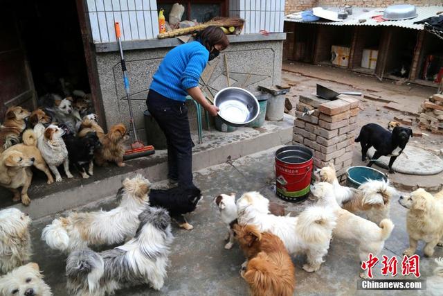 50岁女教师照顾130余只流浪狗 每年开销8万余元