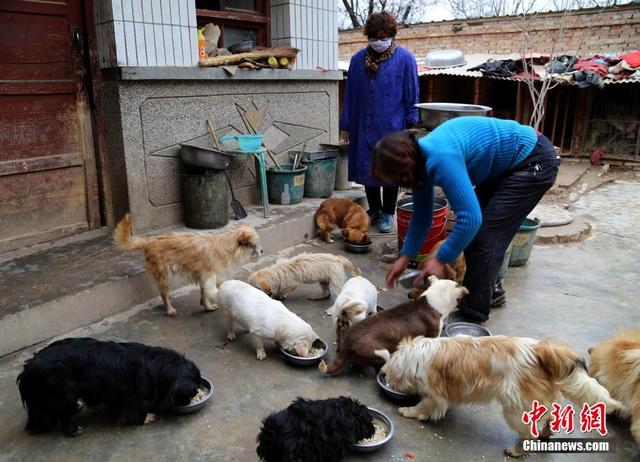 50岁女教师照顾130余只流浪狗 每年开销8万余元