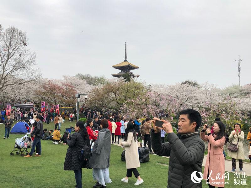 湖北武汉：万名游客周末纷至沓来赏樱花