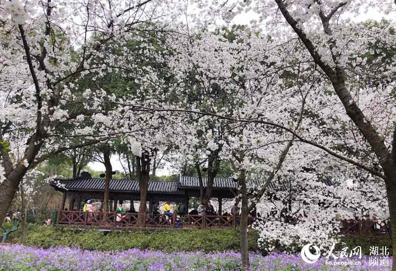 湖北武汉：万名游客周末纷至沓来赏樱花