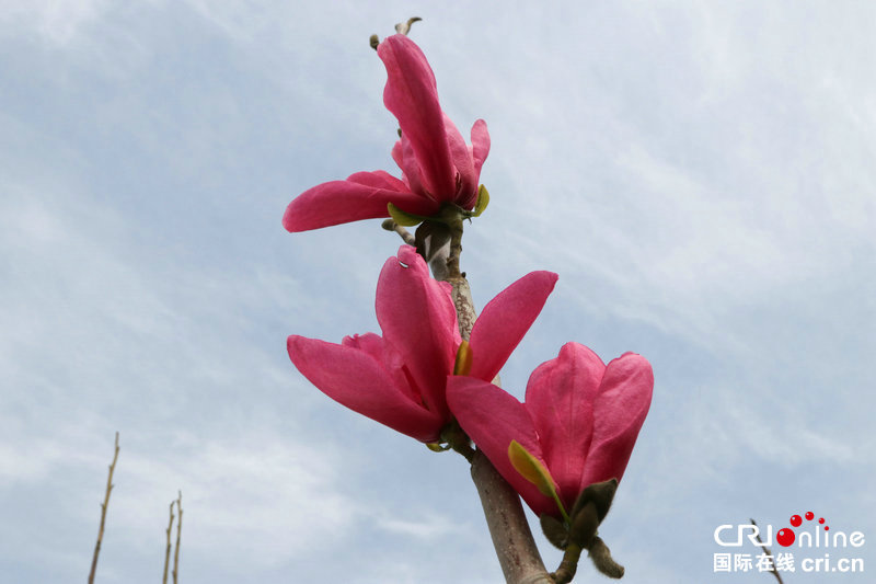 【焦点图-大图】【移动端-焦点图】【图说1】赏花好时节 河南省宝丰县玉兰花开待客来