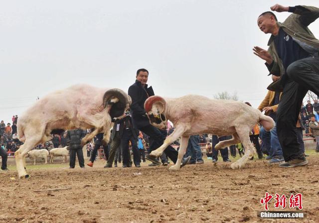 河南乡间斗羊大赛 羊头被撞疤痕斑斑