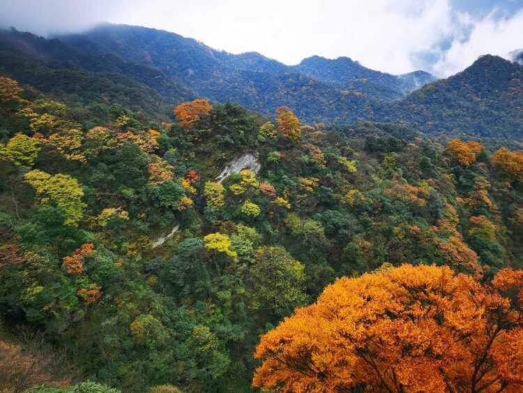 重庆金佛山彩林进入最佳观赏期