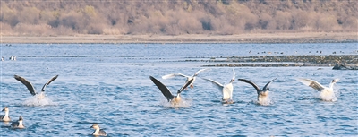 沈阳：浑河之上雁起舞