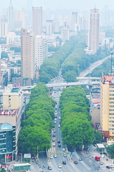 【豫见国际列表】“风沙之城”变“绿城” 郑州法桐数量已超140万棵