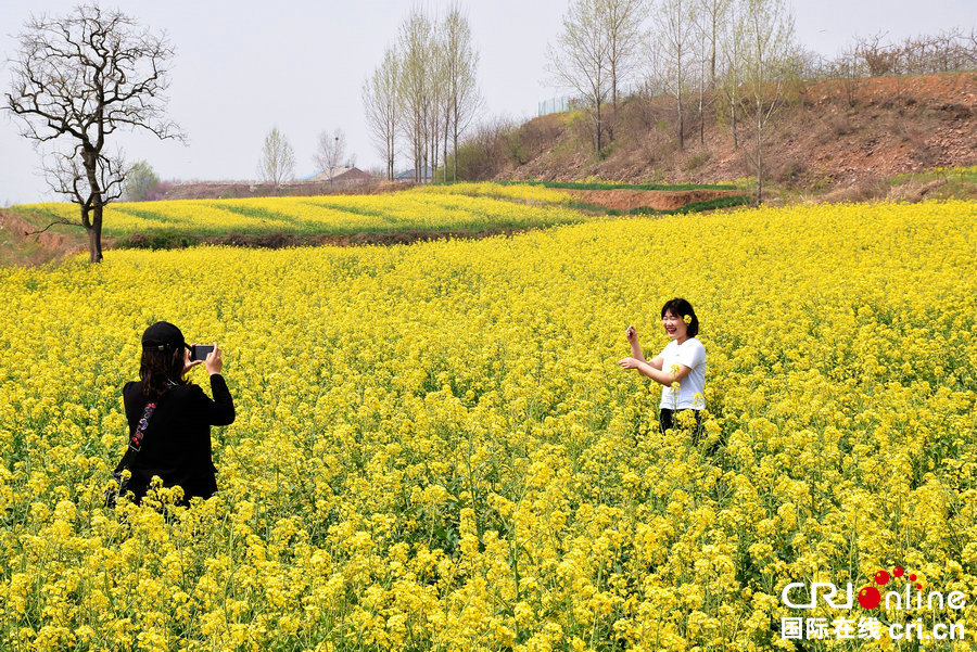 【河南供稿】许昌市襄城县：油菜花开遍地金