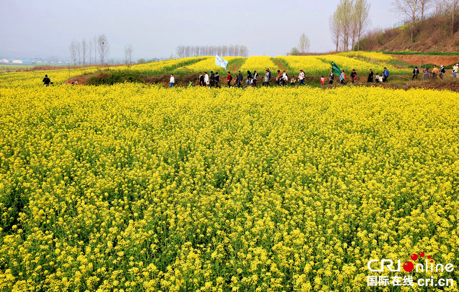 【河南供稿】许昌市襄城县：油菜花开遍地金