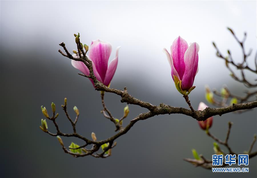 上海：千花百卉争明媚