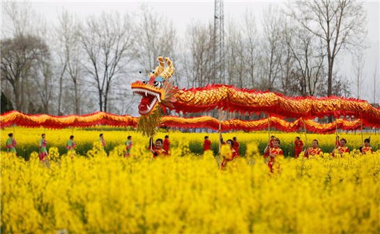 陕西汉中现“龙”行花海景象