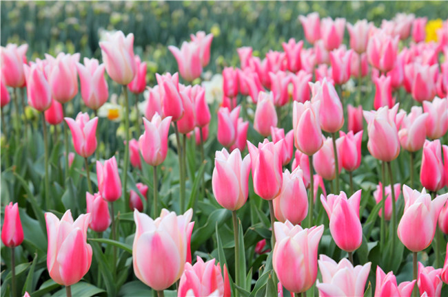 （原创 旅游列表 三吴大地盐城 移动版）荷兰花海郁金香文化月：花车巡游演绎荷兰风情