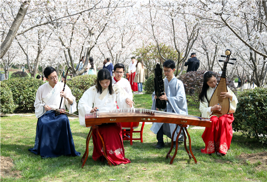 急稿（供稿 教育列表 三吴大地南京 移动版）中国药科大学首届樱花节开幕：1400株樱花争艳