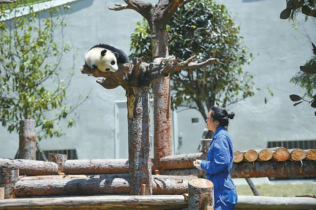 香港援建“数字卧龙”建成全国首个信息化管理保护区