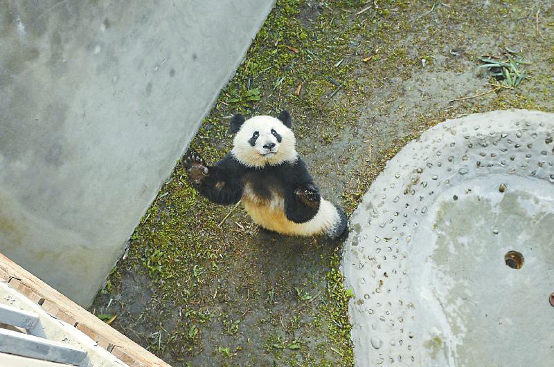 香港援建“数字卧龙”建成全国首个信息化管理保护区