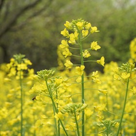 第七届消泗油菜花节3月16日盛大开启_fororder_DSC00405.JPG