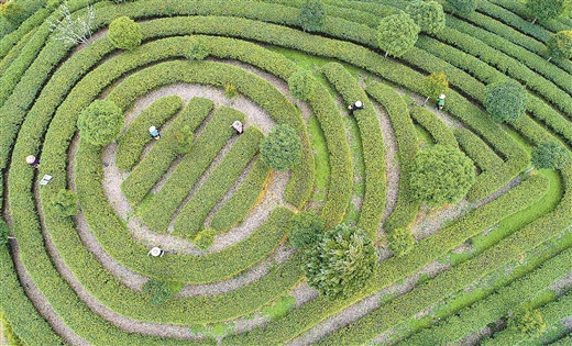 桂林龙胜种大力植茶叶带动脱贫致富