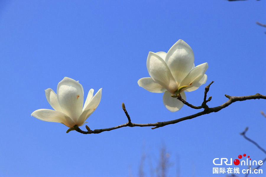 【河南供稿】河南永城：百花盛开醉游人