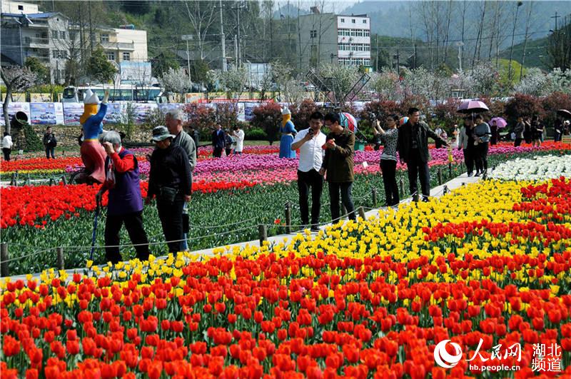 湖北十堰：郁金香花开争奇斗艳