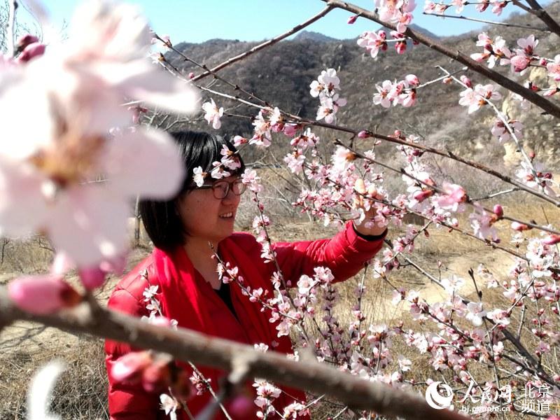 春风暖京城 桃花映长城