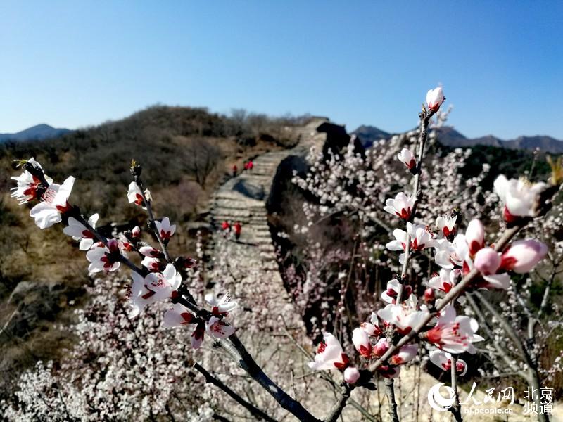 春风暖京城 桃花映长城