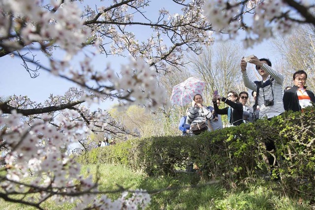 全球多地迎来绚烂樱花季 美景如画