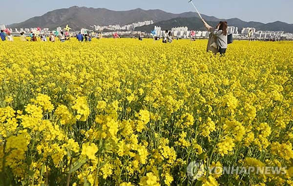 釜山油菜花节开幕 民众感受金色浪漫