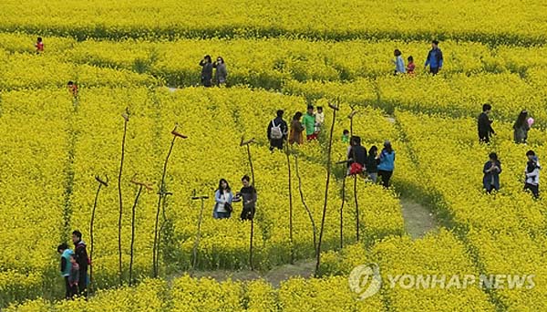 釜山油菜花节开幕 民众感受金色浪漫