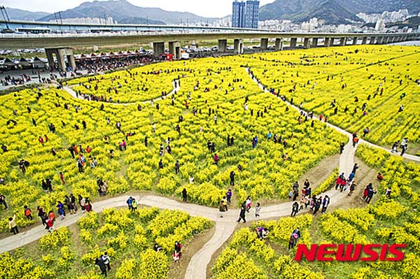 釜山油菜花节开幕 民众感受金色浪漫