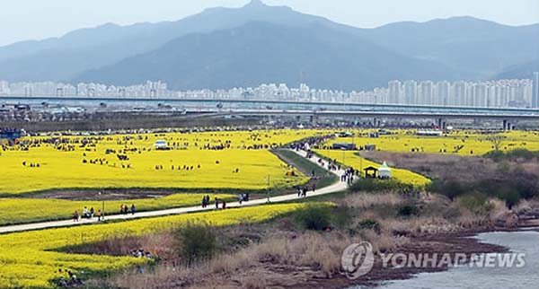 釜山油菜花节开幕 民众感受金色浪漫