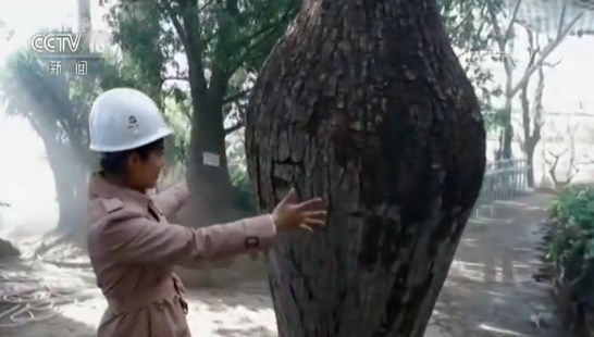 走近魅力世园会 记者探园：奇特植物抢先看