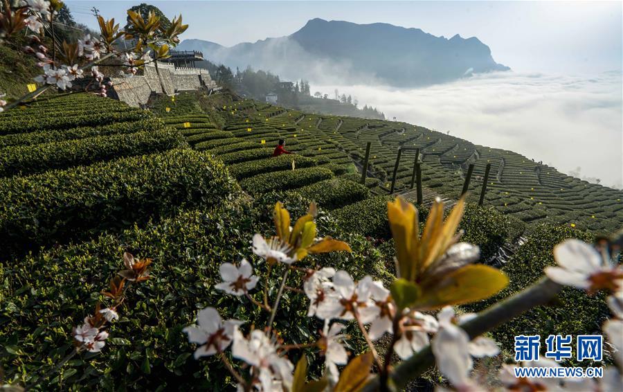 湖北恩施：茶园春韵