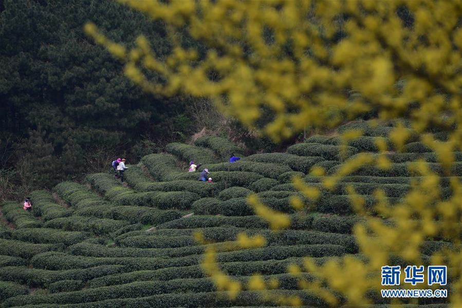 湖北恩施：茶园春韵