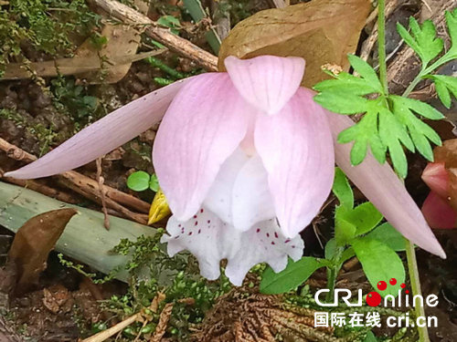 【河南供稿】淮河源头桐柏山首次发现“兰花大熊猫”——独花兰