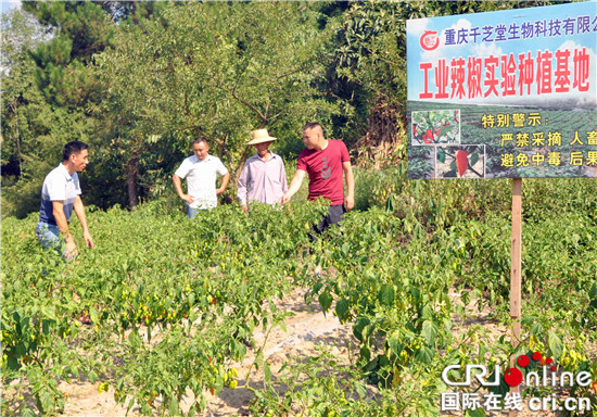 已过审【区县联动】【石柱】重庆石柱成功种植世界最辣辣椒“地狱火焰”【区县联动】石柱成功种植世界最辣辣椒“地狱火焰”