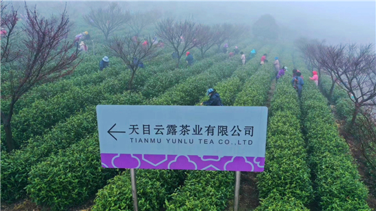 天目云露白茶荣膺2020世界绿茶评比会金奖