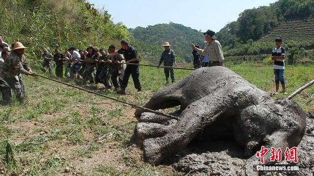 西双版纳一野生大象陷泥潭 现场打点滴输液