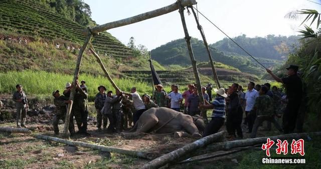 西双版纳一野生大象陷泥潭 现场打点滴输液